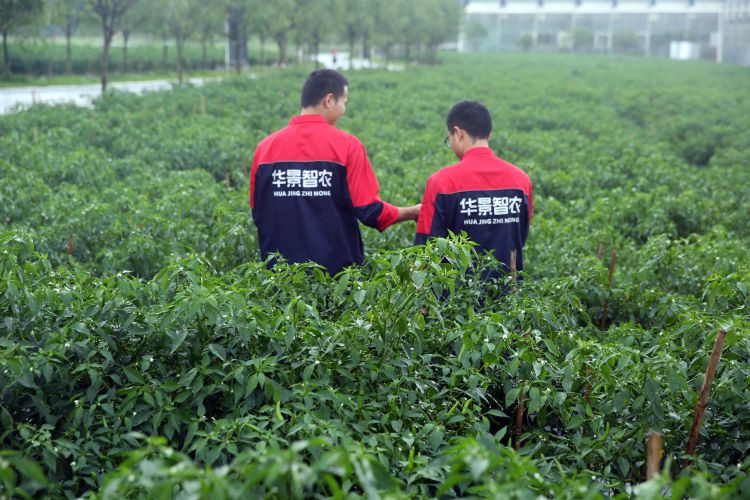 辣椒