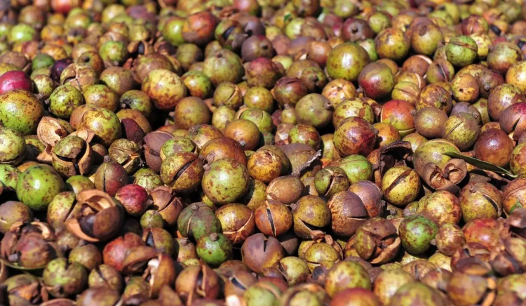 油茶果