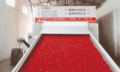 工业辣椒烘干机