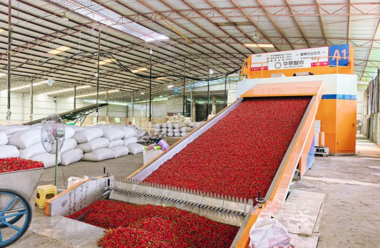 灯笼椒烘干解决方案