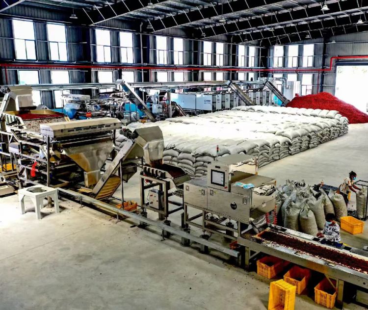 辣椒深(精)加工生产线